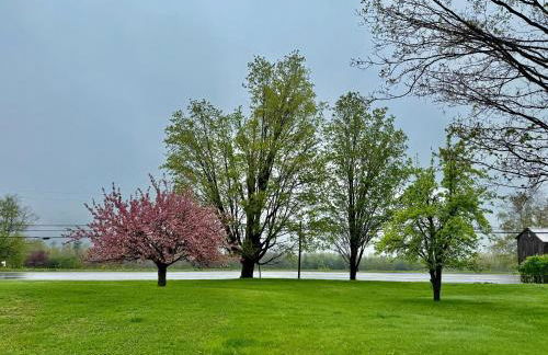 Purple Parrot - Foto 32