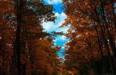 Sweet Cherry "Coral Shutter" - Foto 12