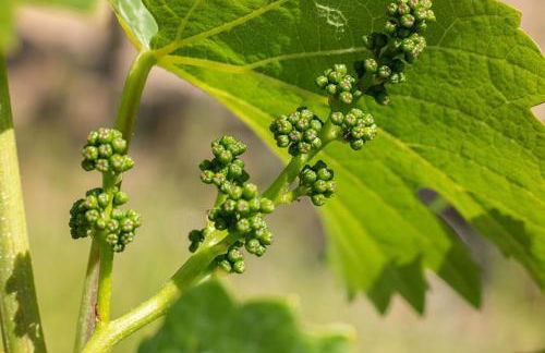 Haus Weingarten FERIENWOHNUNGEN - Foto 28