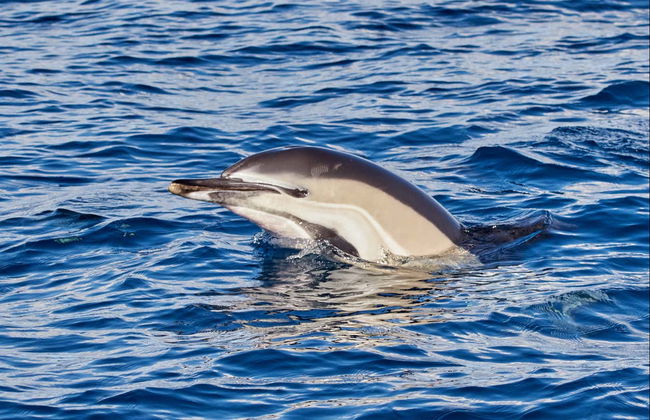 Whale & Dolphin Watching in Caniçal - Photo 6
