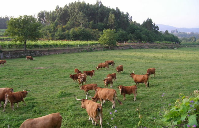 Holiday Home in Ponte de Lima With Pool - Foto 13