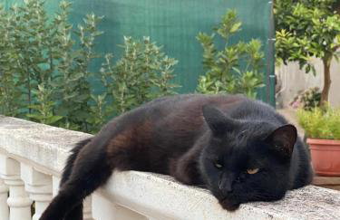 Olive Garden Apartments - Photo 26