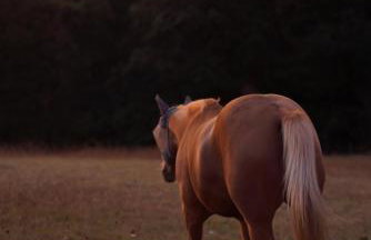 Logement entier de charme, gite équestre GERS Flamarens - Foto 50
