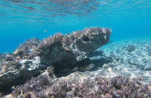 Pavlos Rooms - Foto 24