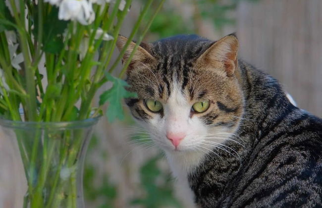 Collesium Garden - Foto 35