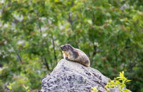 Le Gypaète, t1 bis, vue montagne, wifi, ascenseur, balcon, 6 personnes - Foto 19
