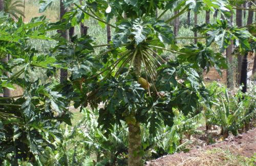 Goyo Gomera Apartments - Foto 65