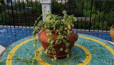 Casa Vacanze Villa Anna - Foto 4