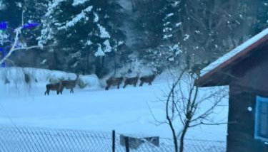 Chata pod lasem - Foto 2