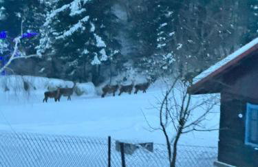 Chata pod lasem - Foto 2