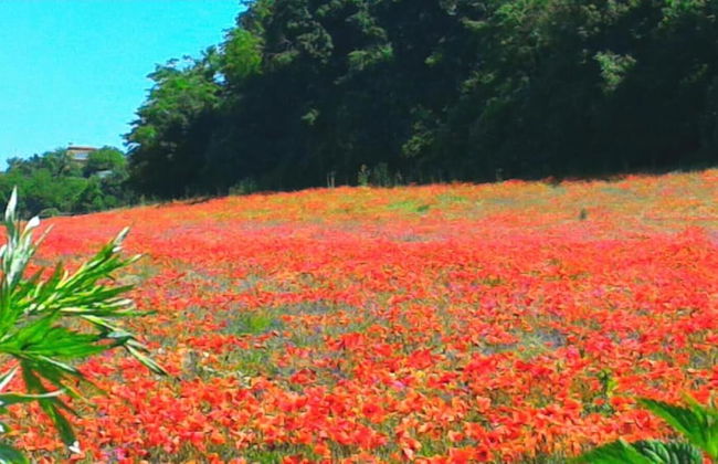 Agriturismo San Filippo - Foto 33