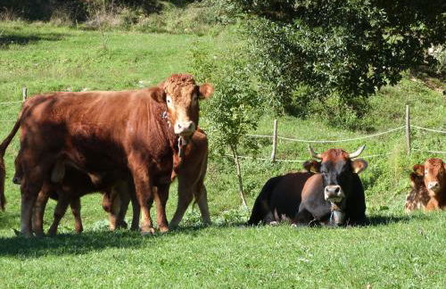 Agriturismo Giandriale - Foto 45