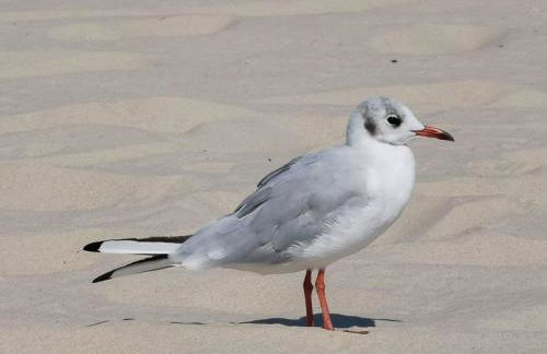Ferienwohnung Alte Feuerwehr - Foto 28