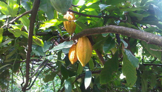 Gourmet Chocolates Experience - Foto 4