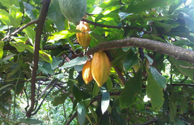 Gourmet Chocolates Experience - Foto 4