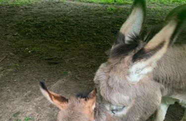 Agriturismo Grammelot - Foto 56