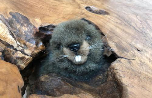 Castor Coquin Aubagne Cassis Aix en Provence - Foto 15