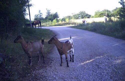 Charmante Dépendance - Foto 23