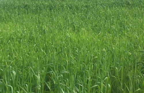 seelandsuite Bodensee - Foto 22