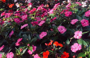 Casa em Garanhuns para até 6 pessoas com 2 vagas de garagem - Foto 23