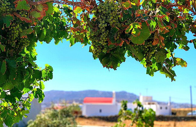 Olive Oil and Wine Tasting - Photo 5