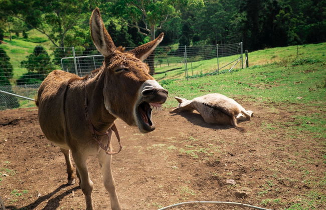 Whispering Valley Cottage Retreat - Photo 56