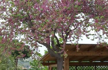 Domus Aurea - Foto 19