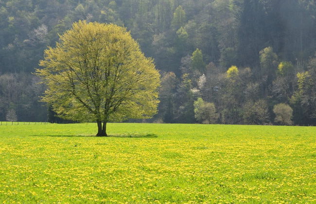 Modern Holiday Home in Senzeille With Garden - Foto 34