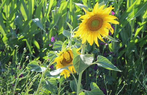 Appartement-Stetten - Foto 19