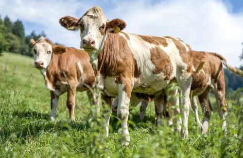 Ferienhaus Vollmer - Foto 12