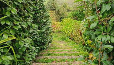 Quinta do Fortunato-Casa dos Caseiros-Minho, Viana do Castelo, Meixedo-Turismo rural - Foto 3