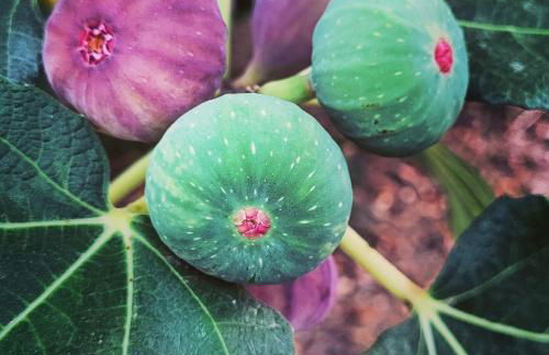 Rodi Studios - Foto 33