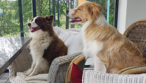 Agroturystyka Wiąz - Wypoczynek blisko z przyrodą i zwierzetami - Foto 5