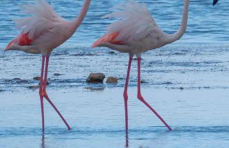 Villa Rosa con accesso sul mare - Foto 42