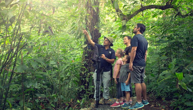 Avistamento de bichos-preguiça em La Fortuna - Foto 3, Procurando os bichos-preguiça