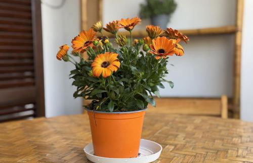 Casa Magri - Foto 10