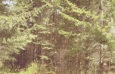 Enchanting Private Forest Retreat near Mt Rainier - Foto 53