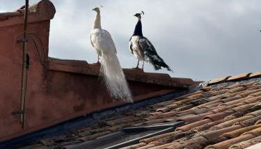 O Bastidon du Ventoux - Photo 5