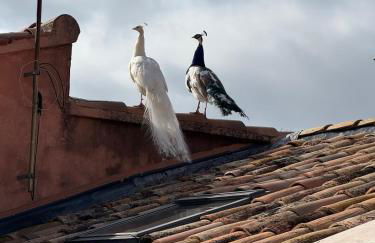 O Bastidon du Ventoux - Foto 5