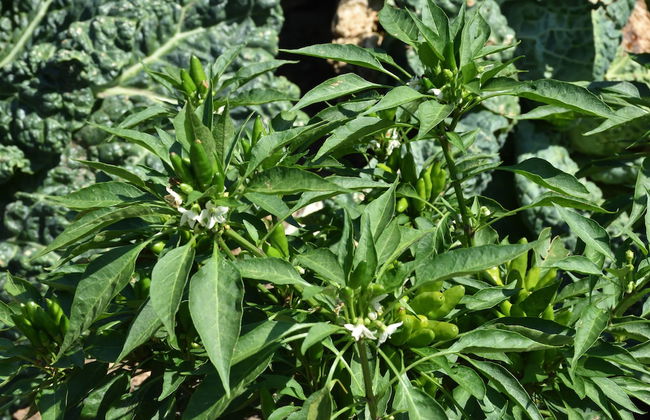 Agriturismo Il Colle - Foto 77