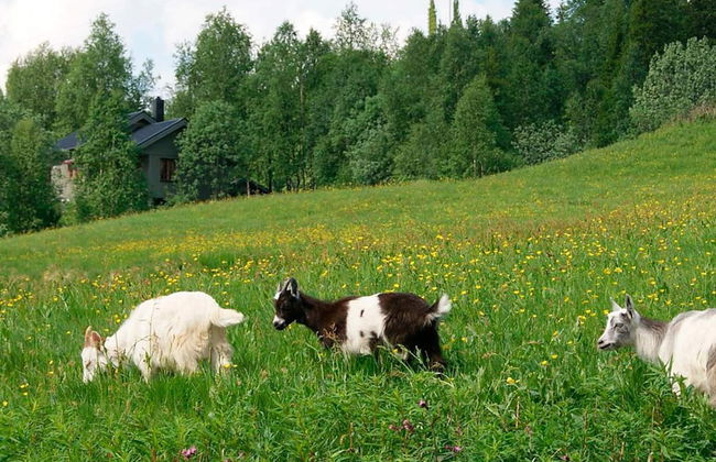 6 Person Holiday Home in Nordli-by Traum - Foto 11