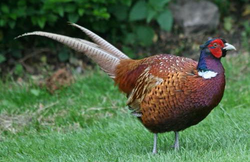 Pheasant Lodge Scottish Borders - Foto 39