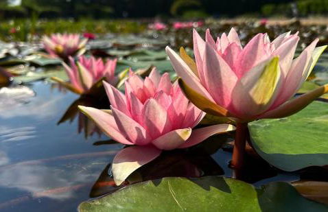 paysmillereves - Foto 47