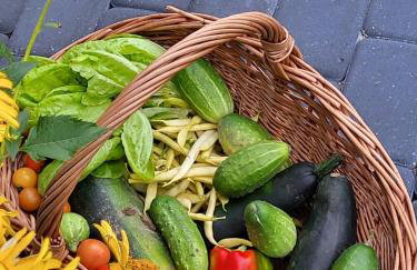 Mazurska Sosenka - Foto 23