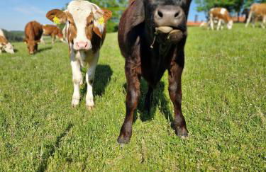 Gemütliche Chalets & Ferienhäuser mit Kamin und Sauna im bayrischen Wald - Foto 14