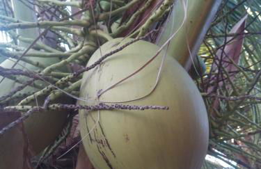 Chales Da Mata - Foto 41