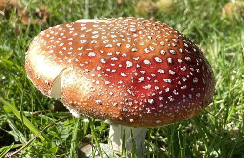 West Cottage - Foto 50