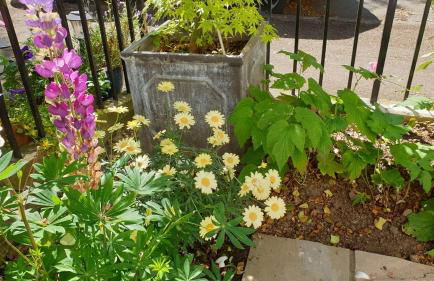 Stylish Garden Apartment in Central Cheltenham - Photo 12