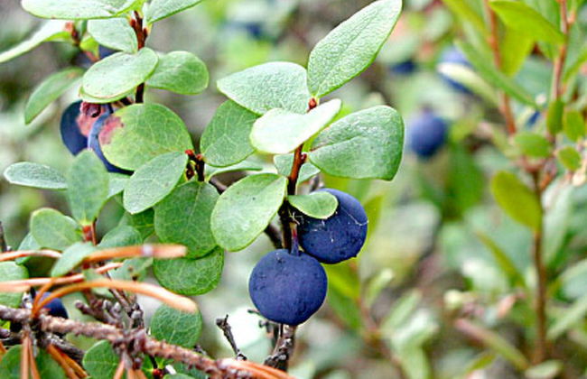 2 bedroom House in Sonkajärvi with sauna - Photo 17