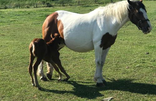 Gîtes Belle Vue - Photo 50